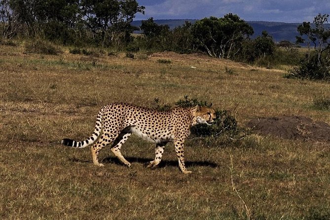 3-DAY Best Maasai Mara Safari (POPULAR) - Day 1: Narok lunch, Maasai culture glimpses, and a sunset game drive