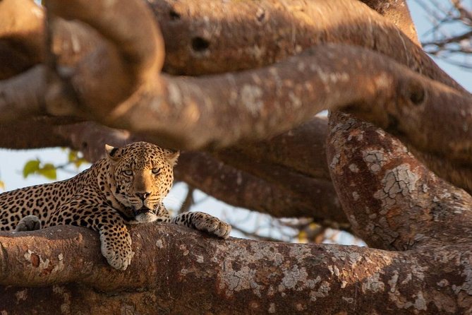 3-day Budget Safari To Maasai Mara - Why Maasai Mara hits even on a tight budget