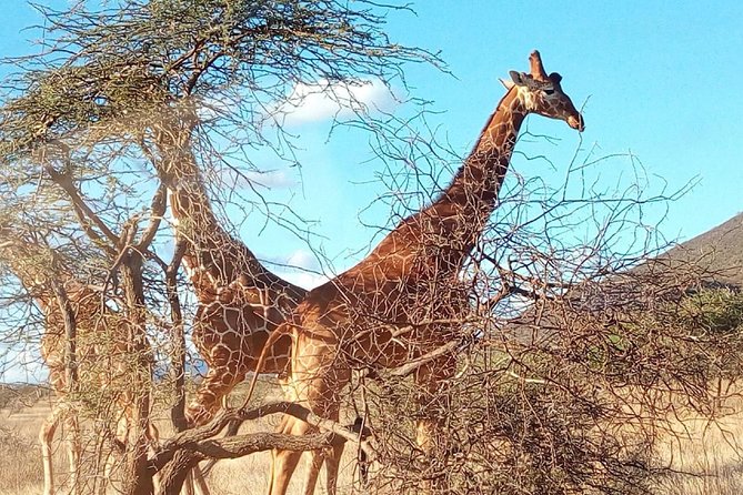 3-day Budget Safari To Maasai Mara - Day 2 culture stop: your complimentary Maasai village visit
