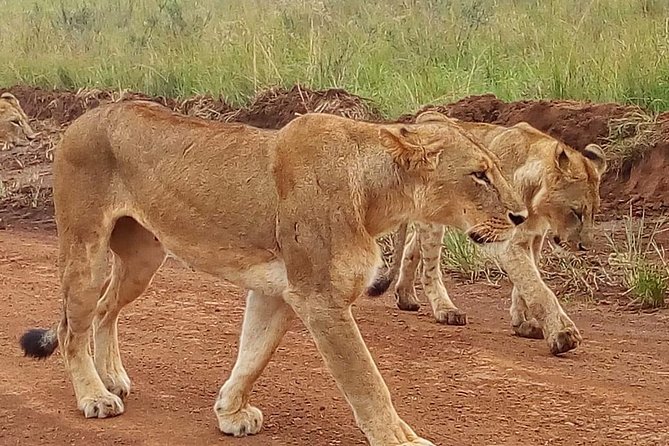 3-day Budget Safari To Maasai Mara - Meals, camp comfort, and what $375 really buys you