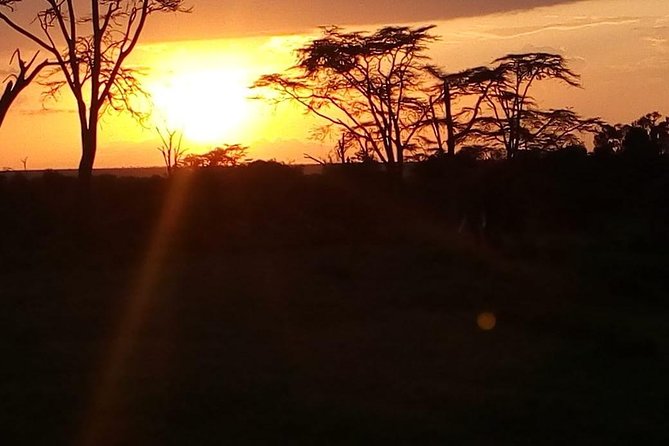 3-day Budget Safari To Maasai Mara - Day 1: Narok lunch, camp check-in, then a late-afternoon game drive