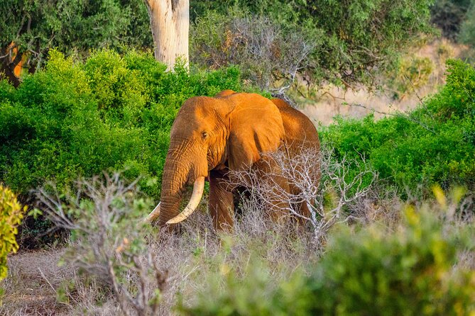 3 day Diani Beach To Tsavo East & West - Key highlights to know before you go