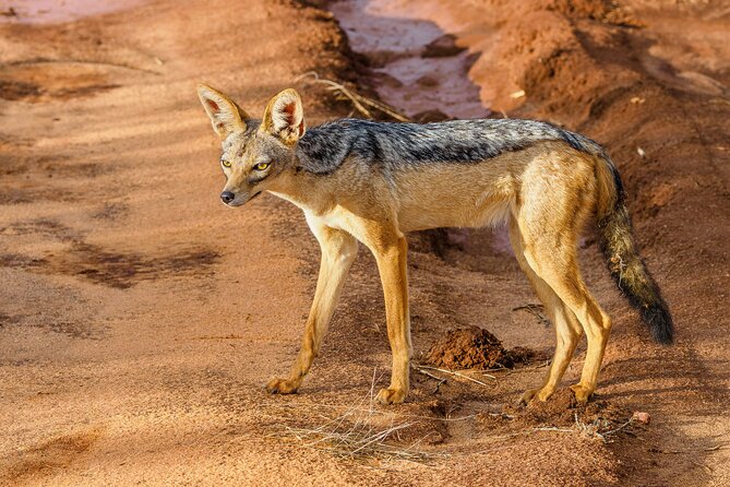 3 day Diani Beach To Tsavo East & West - Day 2 in Tsavo West, Ngulia Rhino Sanctuary and big game focus