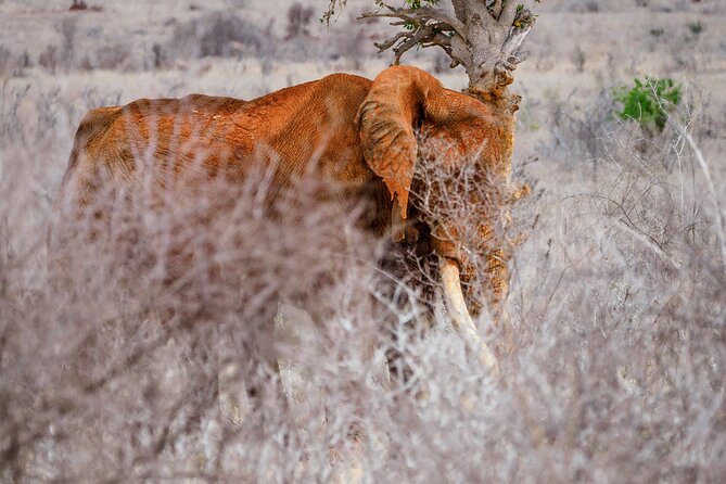 3 day Diani Beach To Tsavo East & West - Day 3 at Mzima Springs, the walking safari moment you’ll remember