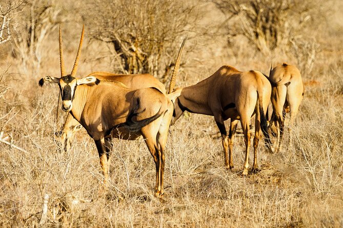 3 day Diani Beach To Tsavo East & West - Guides make or break safari days, and here that seems to be the strength