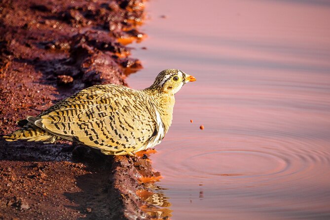3 day Diani Beach To Tsavo East & West - Where the lodging and meals fit in the experience