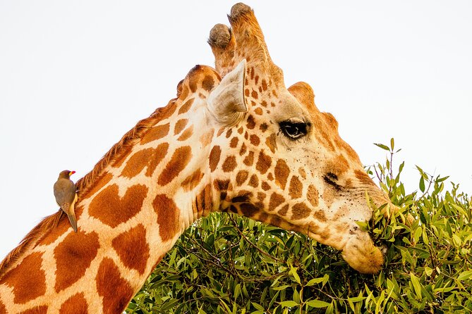 3 day Diani Beach To Tsavo East & West - Price and value at about $2,020 per person