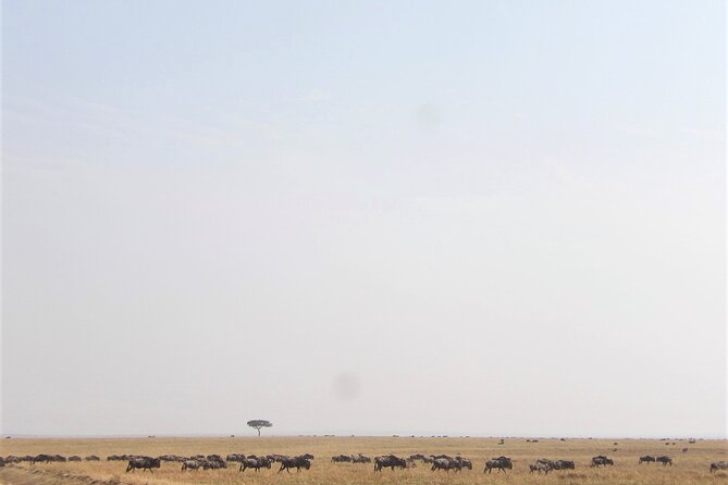 3 Day Exploring Amboseli National Park - Amboseli and Kilimanjaro: Why This Safari Works for First-Timers