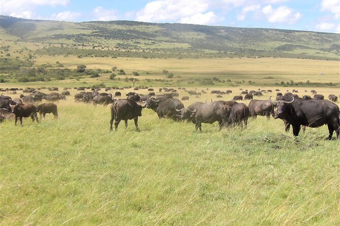 3 Day Exploring Amboseli National Park - Day 2: Full-Day Game Drive, Picnic Lunch, and Your Best Chance at Big Game