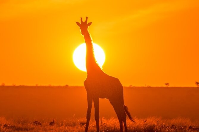 3 Day Exploring Amboseli National Park - Guides and Spotting: What Makes the Wildlife Chances Better