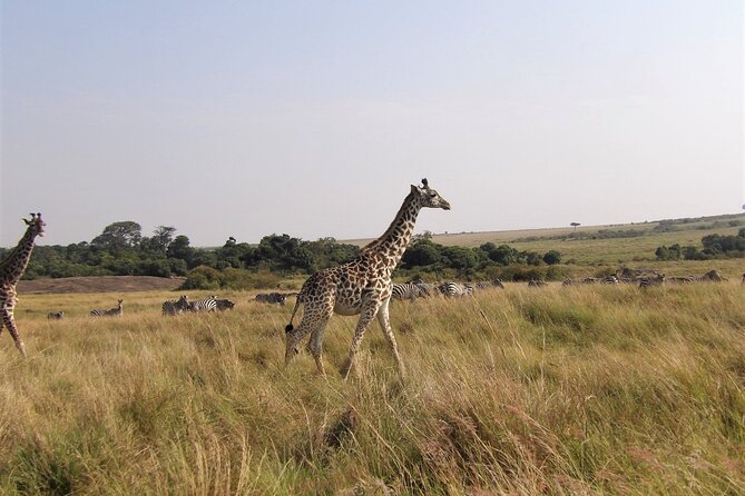 3 Day Exploring Amboseli National Park - Day 1 in Amboseli: Morning Views, Elephant Herds, and Photo-Friendly Timing