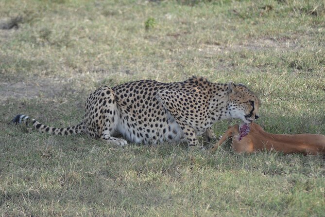 3-Day Group Safari in Masai Mara with Pick Up - Key things that make this Maasai Mara safari work