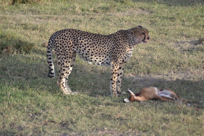 3-Day Group Safari in Masai Mara with Pick Up - Why Maasai Mara feels electric in just three days