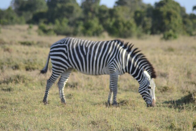 3-Day Group Safari in Masai Mara with Pick Up - Day 1: arriving in the reserve and getting your first real sightings