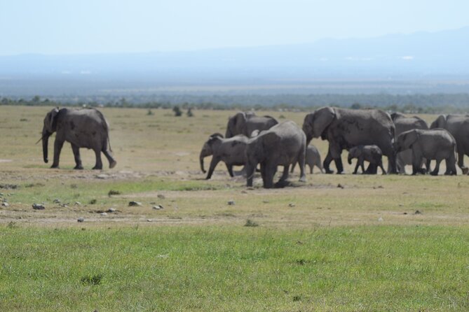 3-Day Group Safari in Masai Mara with Pick Up - What “good guiding” means on this safari