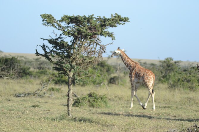 3-Day Group Safari in Masai Mara with Pick Up - Pickup, 4x4 Safari Jeep, and the group rhythm