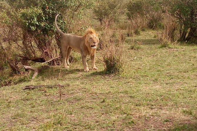 3 day maasai mara budget Camping Group safari - Why Maasai Mara in three days works (even if you camp)