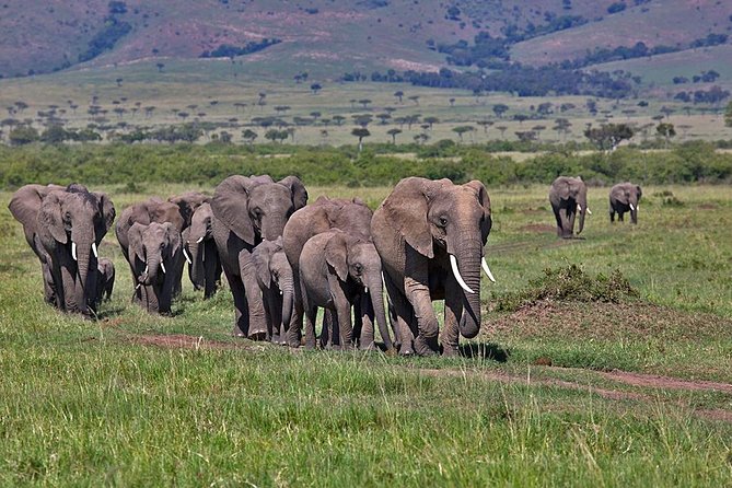 3 Day Maasai Mara Group Joining Camping Safari - Daily Departures - Key highlights that make this safari work