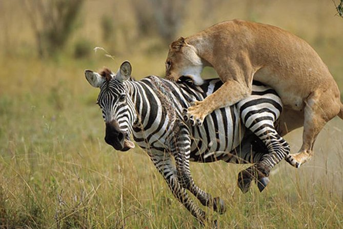 3 Day Maasai Mara Group Joining Camping Safari - Daily Departures - The group setup: why max 7 travelers changes the safari feel