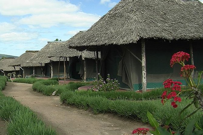 3 Day Maasai Mara Group Joining Camping Safari - Daily Departures - Day 3: last morning drive, check-out, then back to Nairobi