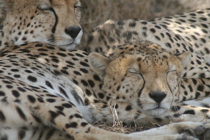 3-Day Maasai Mara Group Joining Safari - Key Highlights You Should Know Before You Go