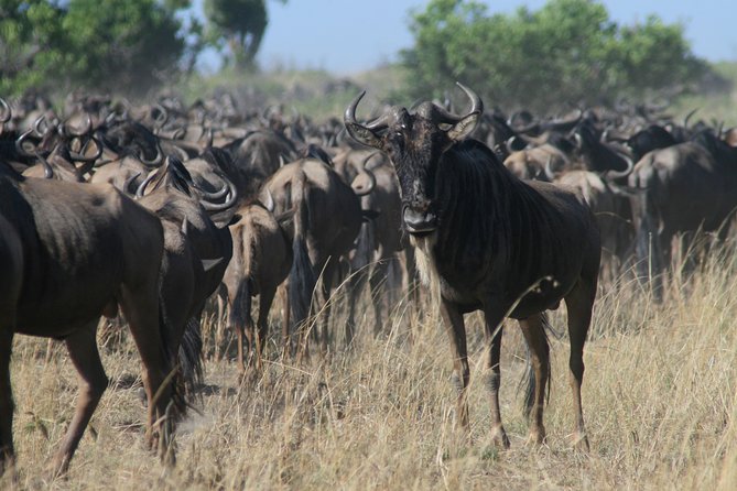 3-Day Maasai Mara Group Joining Safari - From Sarova Stanley, Straight Into Maasai Mara Mode