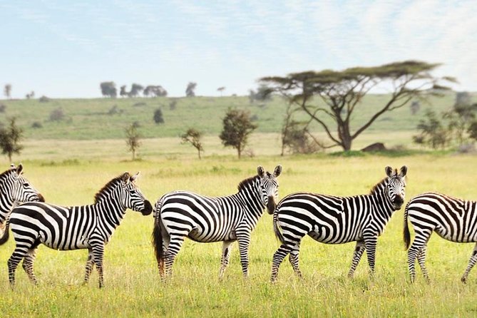 3-Day Maasai Mara Guided Safari From Nairobi - Day 2: full day in Maasai Mara, chasing predators and big herds