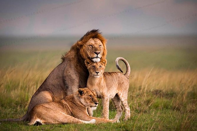 3-Day Maasai Mara Guided Safari From Nairobi - Optional Maasai village visits: culture stop at $20 per person