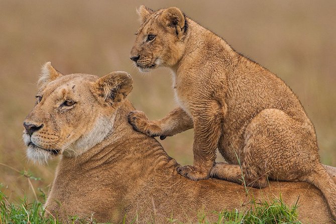 3-Day Maasai Mara Guided Safari From Nairobi - Day 3: breakfast, return via towns, then Nairobi airport or your hotel