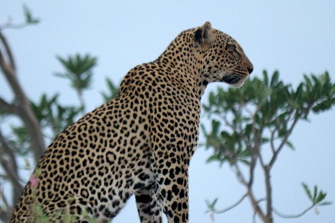 3-Day Maasai Mara Guided Safari From Nairobi - Day 1: Narok picnic lunch, late-afternoon Mara, and the first game drive