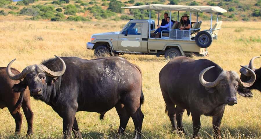 3-Day Maasai Mara Joining Safari at Enkorok Luxury Camp - How the guide and small-group format shape your sightings