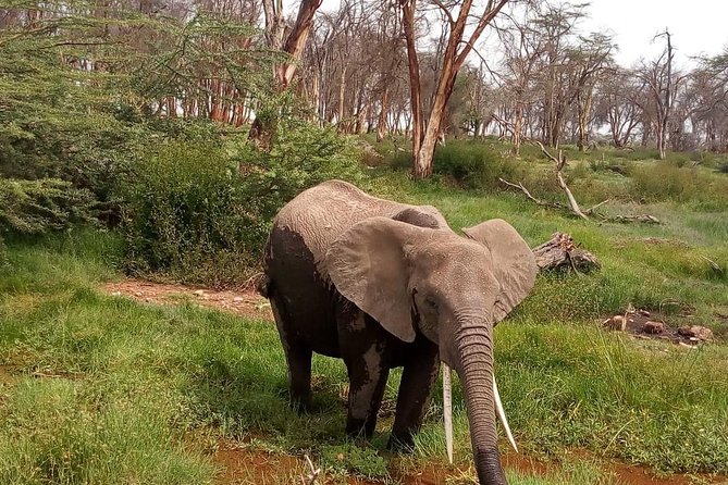 3 Day Maasai Mara & Migration safari - Nairobi to the Mara: early start, photo stop, and a practical handoff