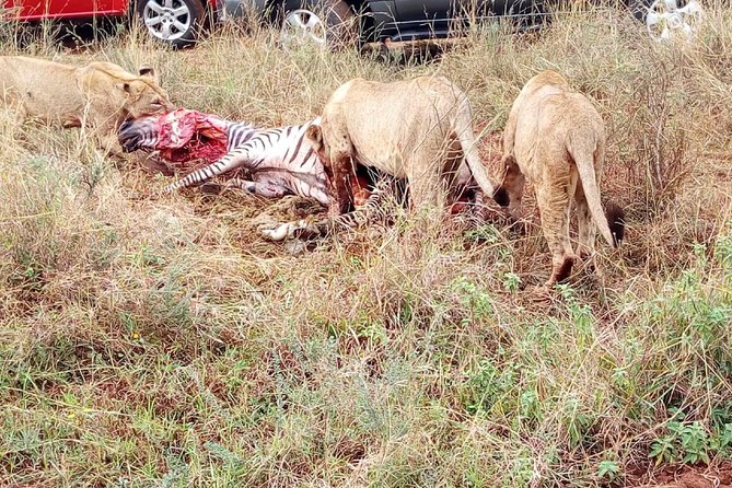 3 Day Maasai Mara & Migration safari - Day 3: final morning drives, park exit, and back to Nairobi
