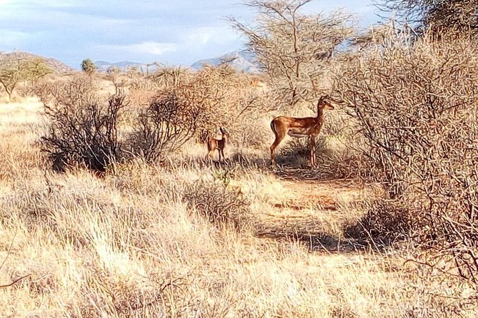 3 Day Maasai Mara & Migration safari - Price and logistics: is $430 per person a smart buy?