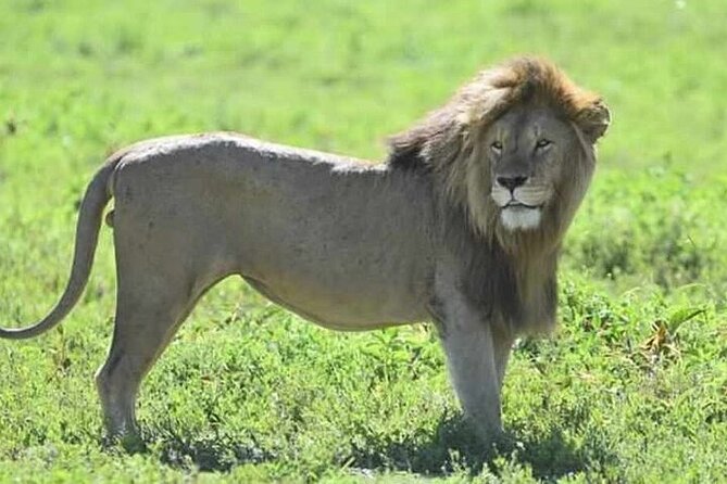 3-Day Maasai Mara Safari Tour in a 4 x4 Land Cruiser Jeep - Key takeaways before you go
