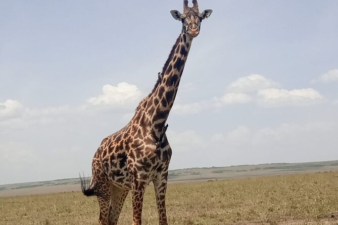 3-Day Maasai Mara Safari Tour in a 4 x4 Land Cruiser Jeep - Nairobi to Maasai Mara by 4x4 Land Cruiser: what that really means