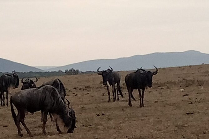 3-Day Maasai Mara Safari Tour in a 4 x4 Land Cruiser Jeep - Maasai Mara National Reserve: game drives that are built around patience