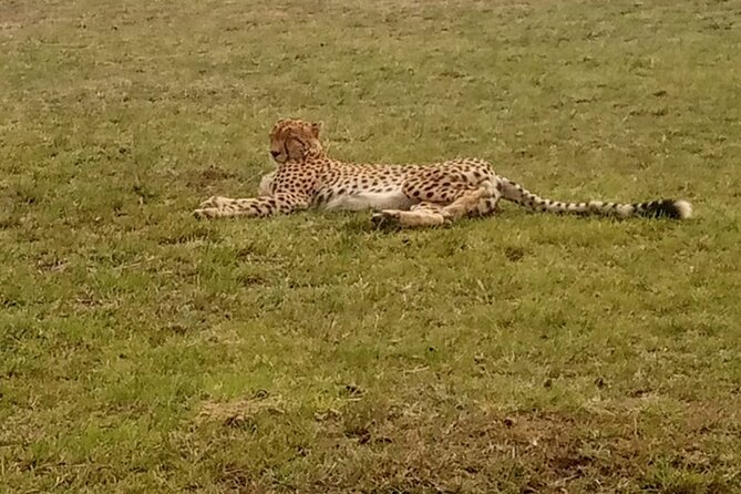 3-Day Maasai Mara Safari Tour in a 4 x4 Land Cruiser Jeep - Camp comfort in Miti Mingi Camp (or similar): en-suite tents make a difference
