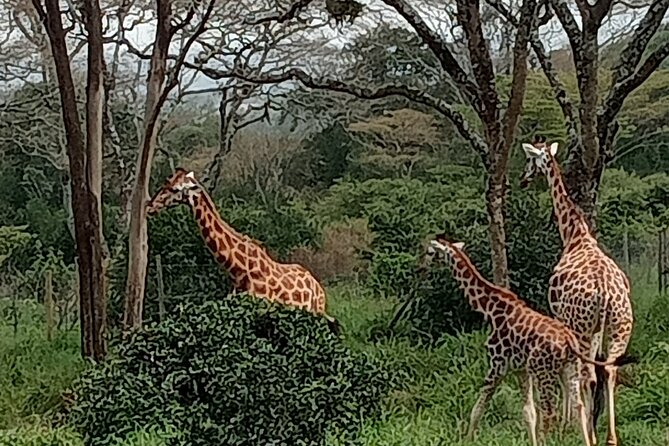 3-Day Maasai Mara Safari Tour in a 4 x4 Land Cruiser Jeep - Day 2 full-day Mara River search: big cats, hippos, and crocodiles