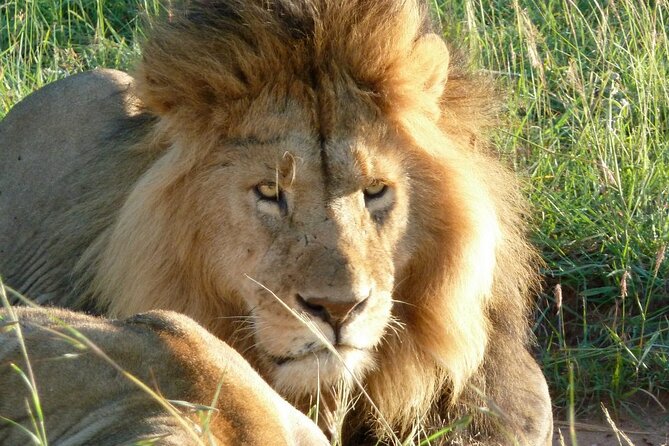 3 Day Maasai Mara Shared Safari In a Safari Van - Day 1: Rift Valley viewpoints, then an easy Mara evening