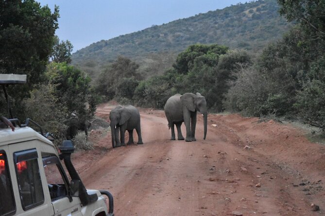 3 Day Maasai Mara Shared Safari In a Safari Van - Day 2: one long reserve day and a full Mara River push
