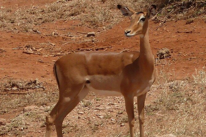 3 Day Maasai Mara Shared Safari In a Safari Van - What your guide quality can add to the day