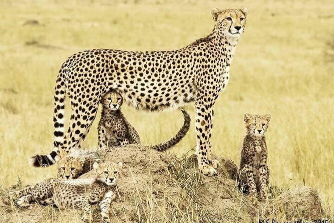 3 Day Maasai Mara Shared Safari In a Safari Van - Price and real-world value: what $219 covers