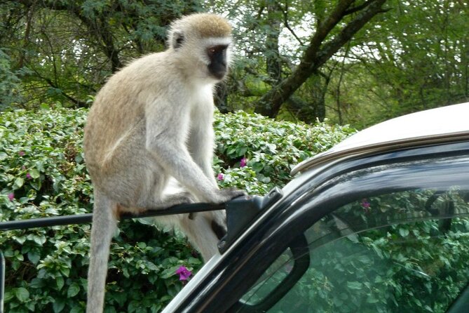 3 Day Maasai Mara Shared Safari In a Safari Van - What the group format feels like on safari