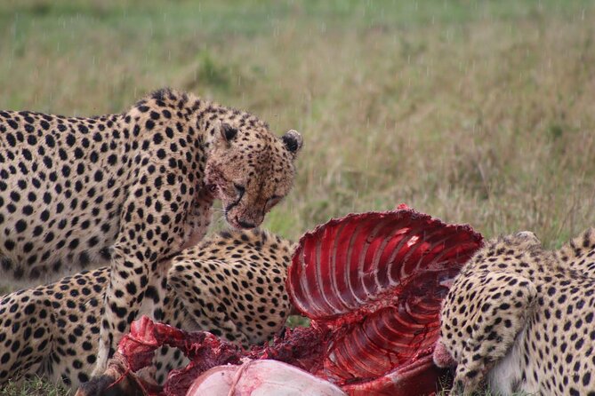 3-Day Maasai Mara Sharing Safari in a 4x4 Land Cruiser Jeep - How the morning start changes your odds (and your energy)