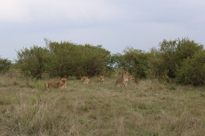 3-Day Maasai Mara Sharing Safari in a 4x4 Land Cruiser Jeep - Ololaimutiek Maasai village option: culture stop with a real purpose