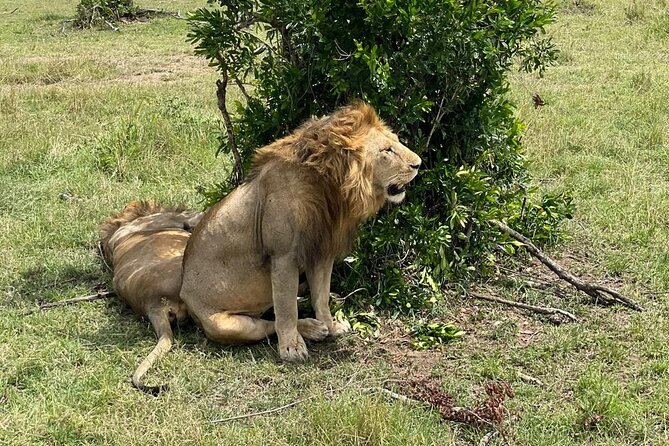 3-Day Masai Mara and Naivasha Hell's Gate National Park-Safari - Nairobi to Masai Mara: viewpoint breaks and a 7:30am kickoff
