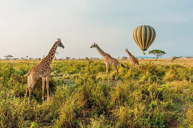 3-Day Masai Mara Budget Camping Safari - Why Budget Camping in the Masai Mara Still Feels Special