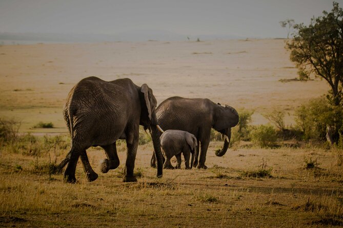 3-Day Masai Mara Budget Camping Safari - Day 3: Dawn Game Drive, Breakfast in the Wild, and Return to Nairobi