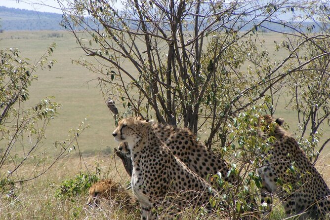 3-Day Masai Mara Budget Camping Safari - Price and What You Actually Get for $858